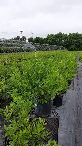 Patriot Blueberry planted in pot