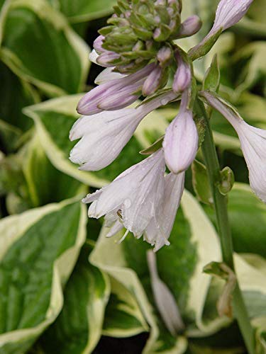 Patriot Hosta flower close up