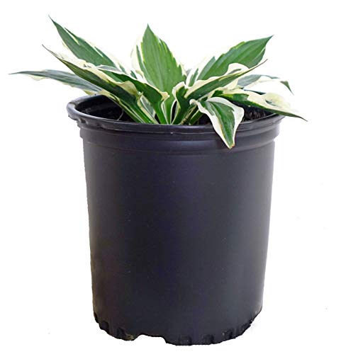 Patriot Hosta in pot