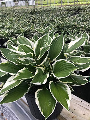 Patriot Hosta plant from above, revealing heart‑shaped variegated foliage