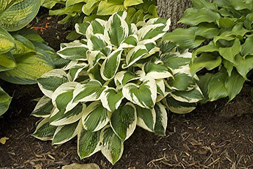 Patriot Hosta planted in garden bed with variegated leaves brightening shaded area