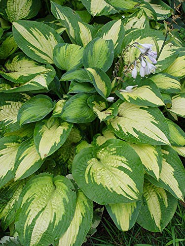 Pauls Glory Hosta as ground cover