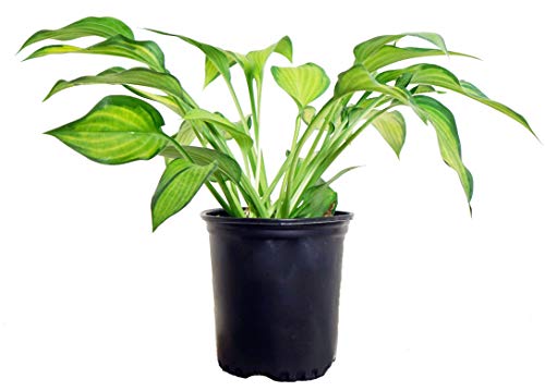 Pauls Glory Hosta in pot