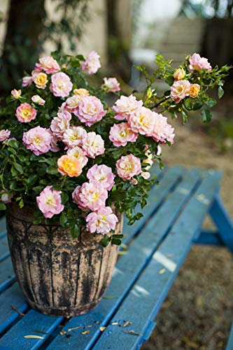 Peach Drift® Rose – Green Promise Farms