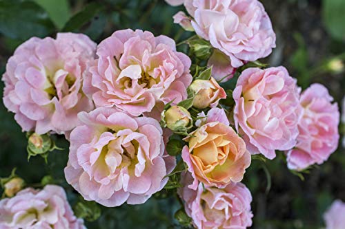 Peach Drift® Rose – Green Promise Farms