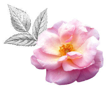 The Peachy Knock Out® Rose