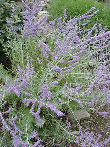 Perennial Russian Sage in full bloom, garden setting