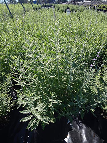 Perovskia atriplicifolia