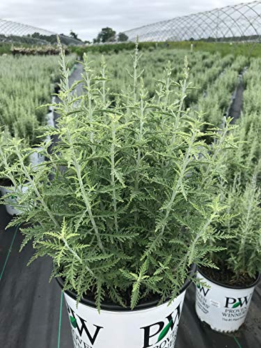 Perovskia atriplicifolia Denim n Lace