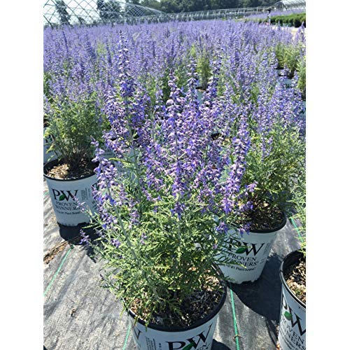 Perovskia atriplicifolia ‘Denim ’n Lace’ Russian Sage plant in container