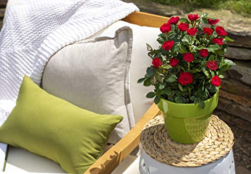 Petite Knock Out® Minature Rose beside the couch outdoor