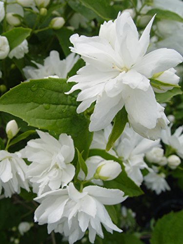 Philadelphus Buckleys Quill