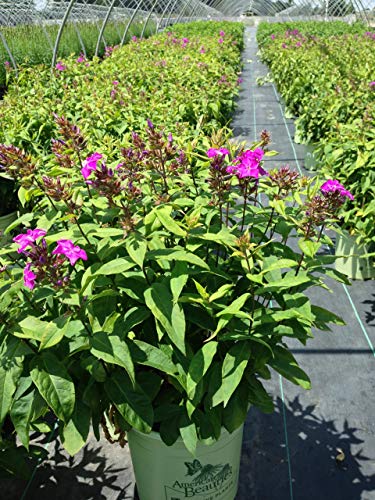 Phlox paniculata Blue Paradise