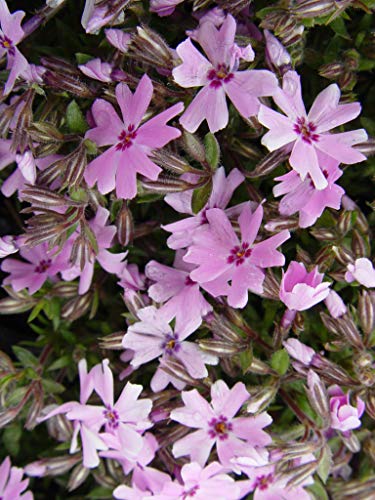 Phlox subulata Fort Hill