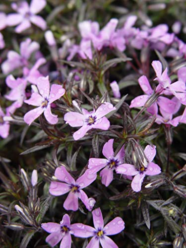 Phlox subulata Purple Beauty