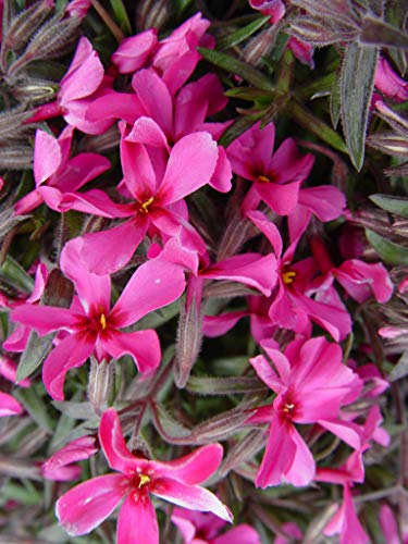 Phlox subulata Scarlet Flame