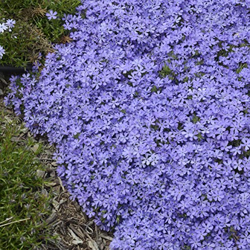 Phlox x 'Violet Pinwheels'