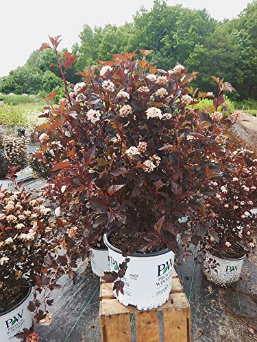 Physocarpus ‘Summer Wine’ Ninebark shrub in container showing deep reddish‑purple foliage and contrast with white flowers against a plain background