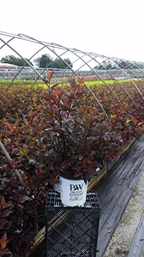 Physocarpus opulifolius Ginger Wine®