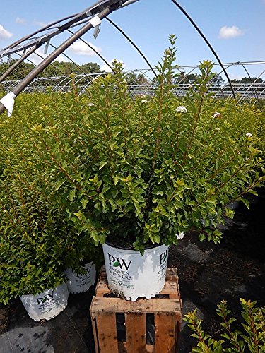 Physocarpus opulifolius Tiny Wine® Gold