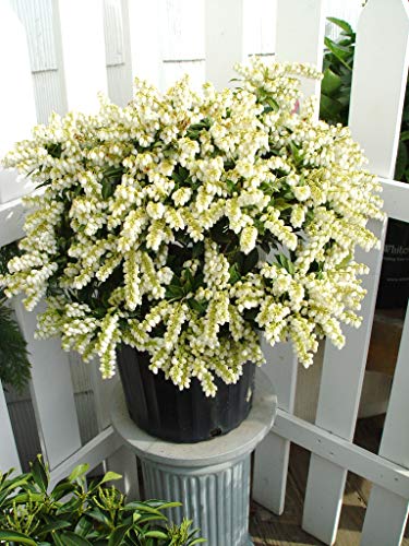 Pieris ‘Cavatine’ white bell‑shaped flowers