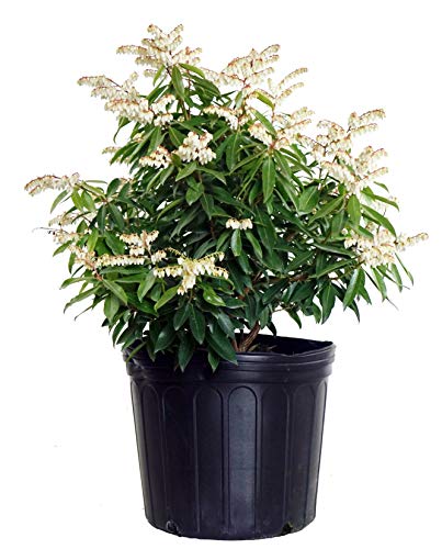 Pieris jap. Brouwers Beauty