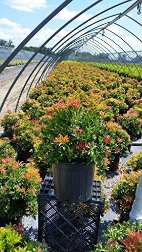 Pieris jap. Mountain Fire