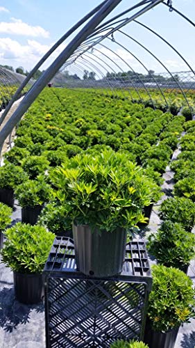 Pieris japonica ‘Cavatine’ evergreen shrub in container with dark green foliage