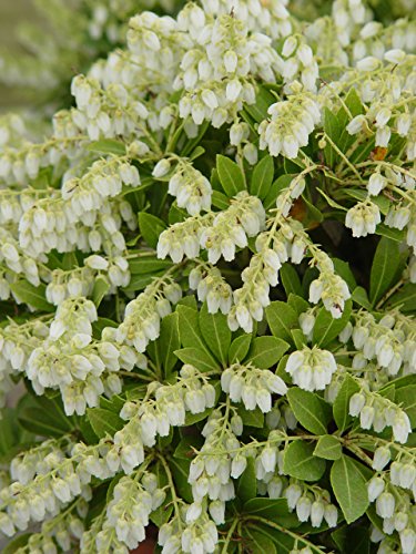 Pieris japonica ‘Cavatine’ flowers and leaves in spring bloom