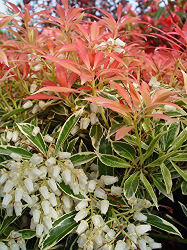Pieris japonica Flaming Silver with white bell‑shaped flowers