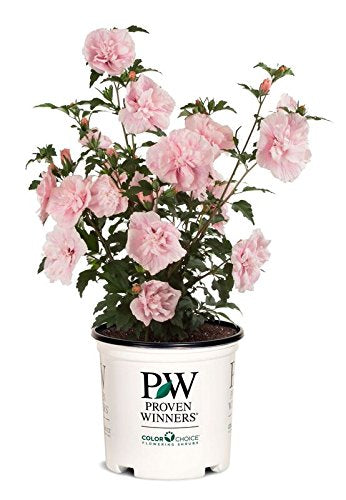 Pink Chiffon® Rose of Sharon in branded pot