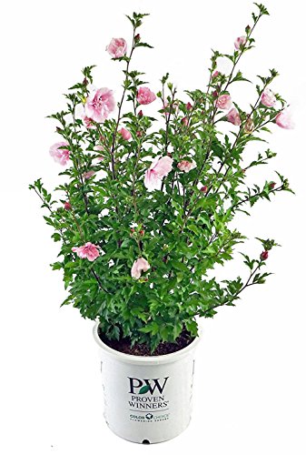 Pink Chiffon Rose of Sharon shrub growing outdoors with soft pink blossoms and leafy branches