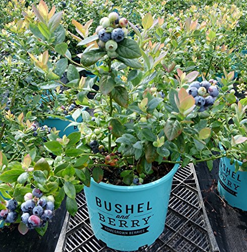 Pink Icing blueberry plant angled view in #2 container