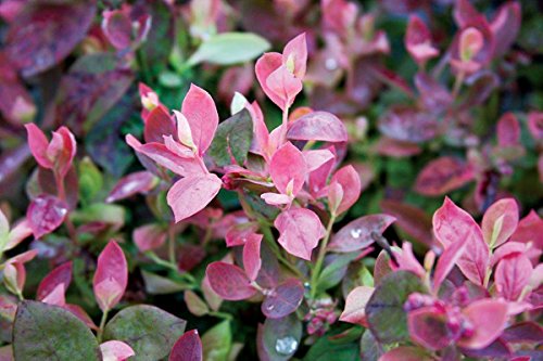 Pink Icing blueberry plant close‑up foliage detail