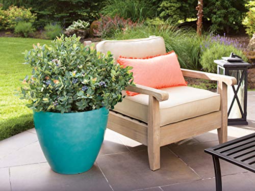 Pink Icing blueberry plant in porch