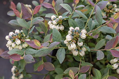 Pink Icing blueberry shrub showing mixed pink and green leaves