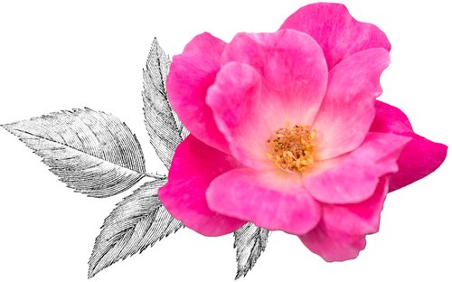 Pink Knock Out® Rose flower close up