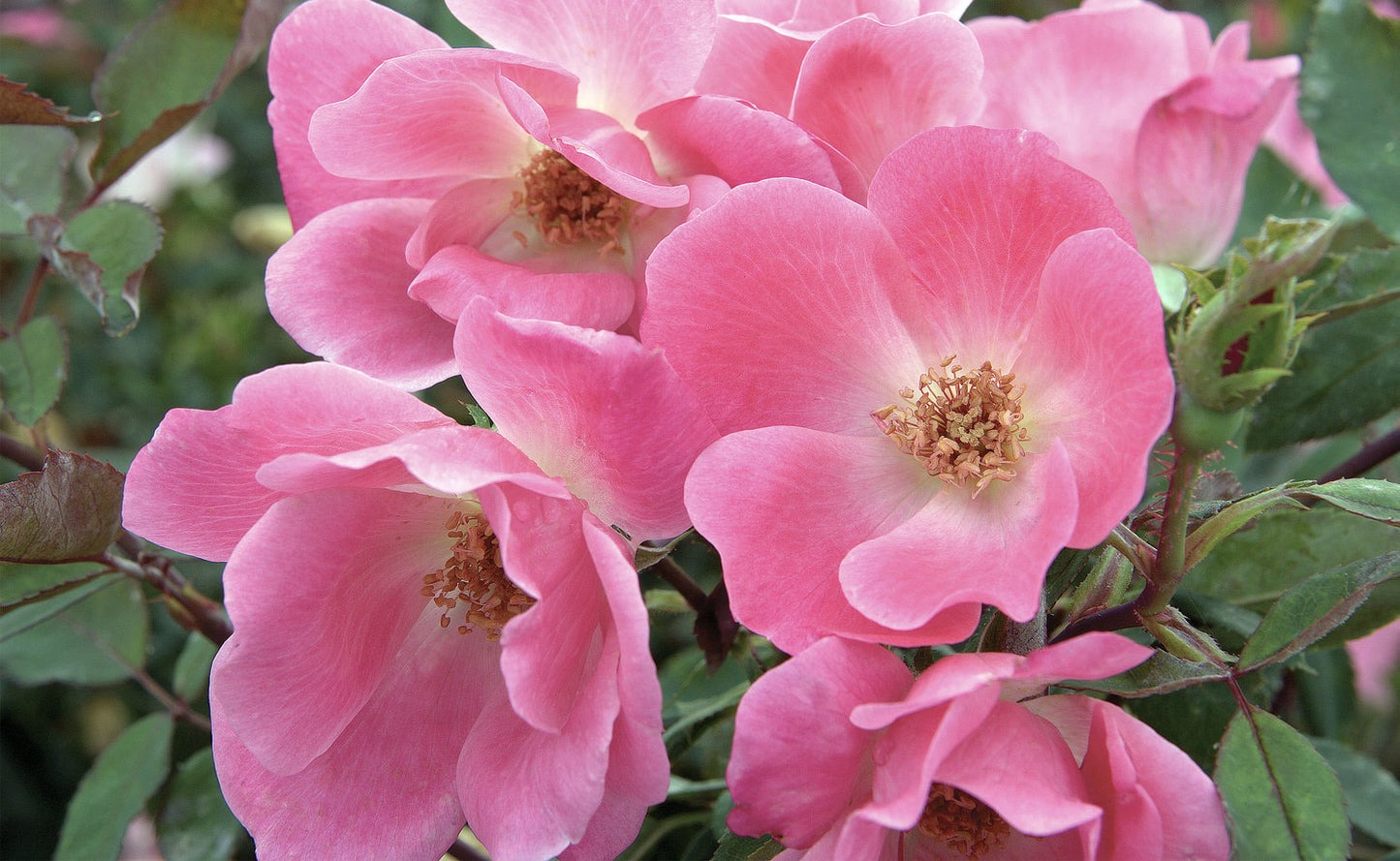 Pink Knockout Rose with multiple open blooms and healthy foliage