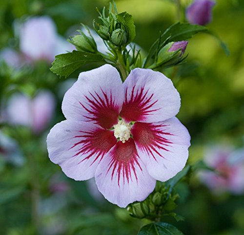 Pink Rose of Sharon flower with dark red center close-up