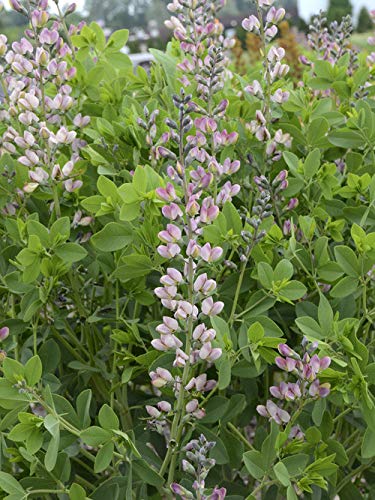 Pink Truffles False Indigo flowering