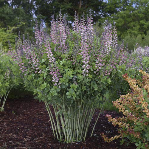 Pink Truffles False Indigo in the garden