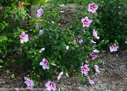 Pink hibiscus blooms in garden setting on Rose of Sharon bush