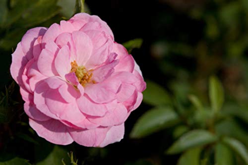 Pinktopia Rose flower close up