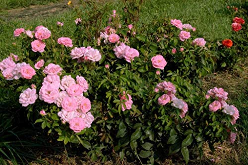 Pinktopia Rose full of big blooms
