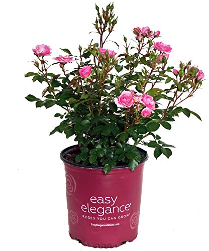 Pinktopia Rose in branded pot