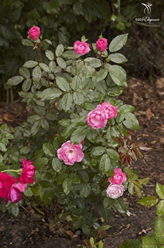 Pinktopia Rose planted in the garden