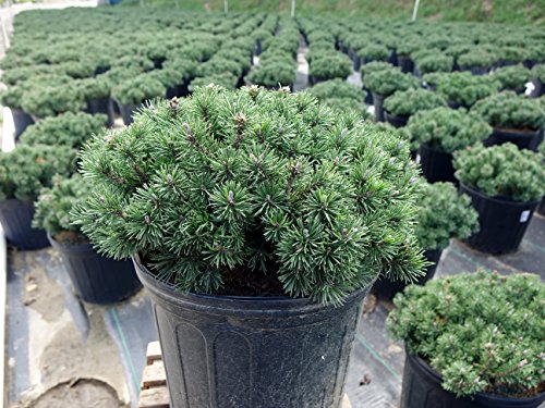 Pinus mugo Slowmound
