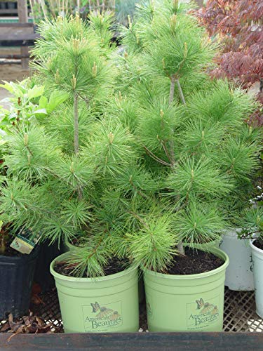 Pinus strobus