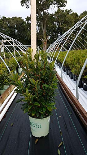 Pinxterbloom Azalea in bronded pot at the nursery