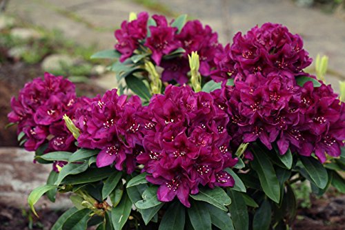 Polar Night Rhododendron flowering